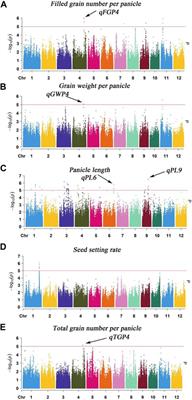 Mining the candidate genes of rice panicle traits via a genome-wide association study